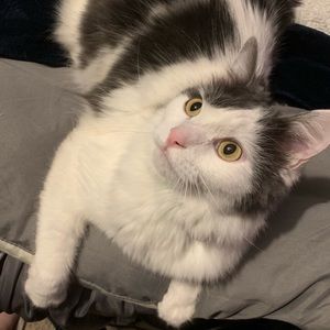 Meet your Posher, Taylor